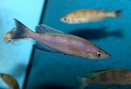 Cyprichromis microlepidotus black Kiriza - 9-11cm