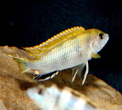 Labidochromis nacré Higga Reef - 7-9cm - very nice