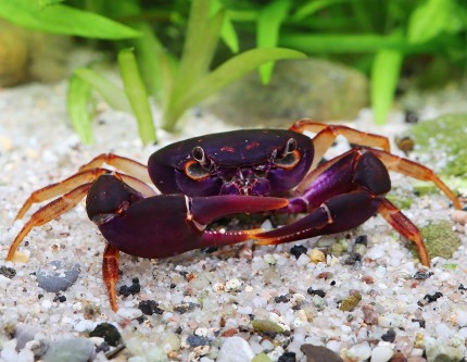 Crabe d'eau douce violet - Globithelphusa sp