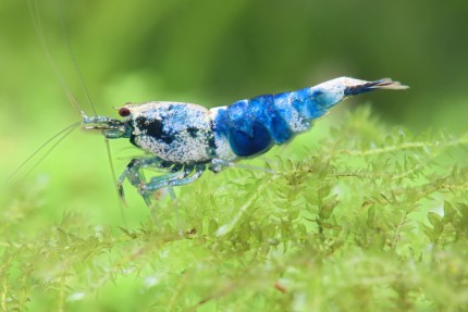 Crazy Blue Shrimp - Caridina sp.