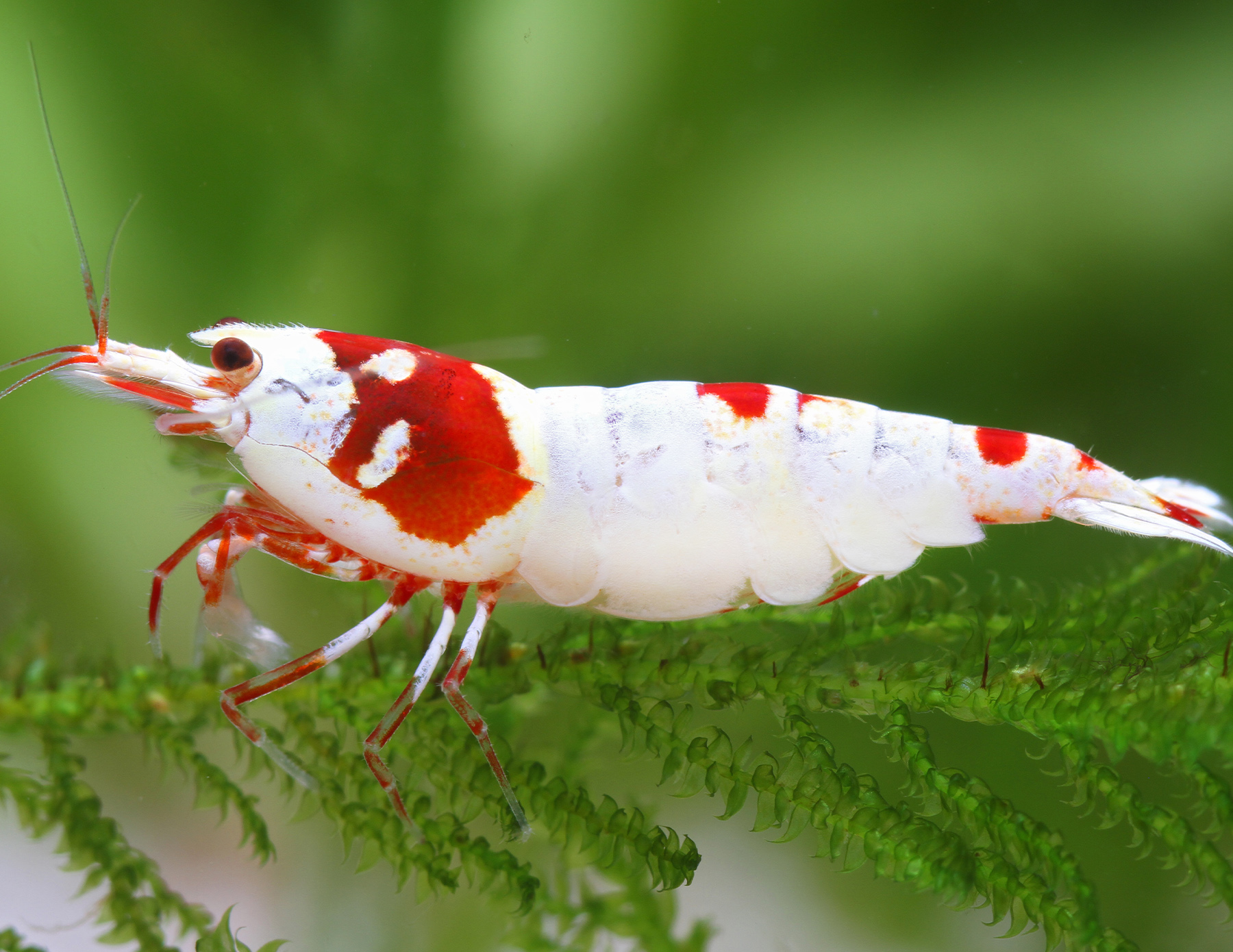 Red Bee Hinomaru, No Entry - Caridina logemanni | Caridina species | Dwarf  shrimp | Shrimp | Invertebrates & Co. | Garnelio EN