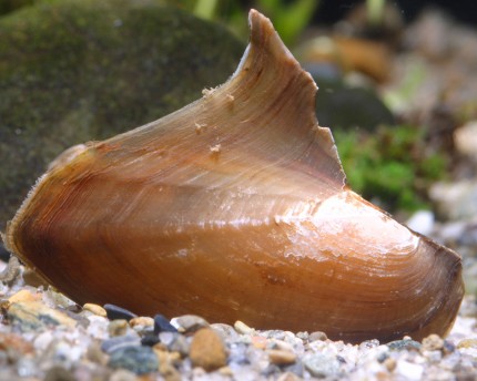 Shark fin mussel, Hyriopsis bialatus