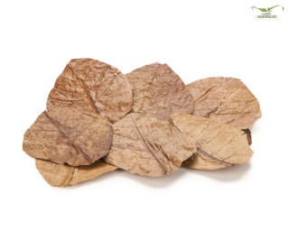 Seemandelbaum Blätter / Catappa Blätter - medium - 10 Stk