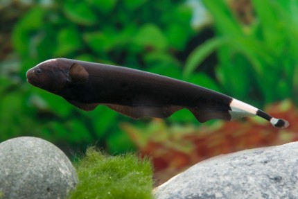 Couteau brun à front blanc - Apteronotus albifrons