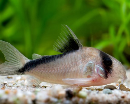 Head banded catfish - Corydoras melini