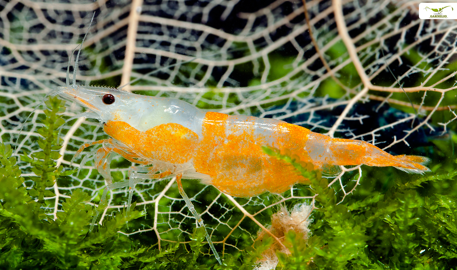 Orange Rili Garnelen werden auch Sunkist Rili Shrimp genannnt.